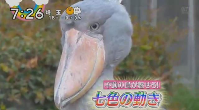红到历史人物也来蹭热度？日本综艺播鲸头鹳特辑石田三成躺枪